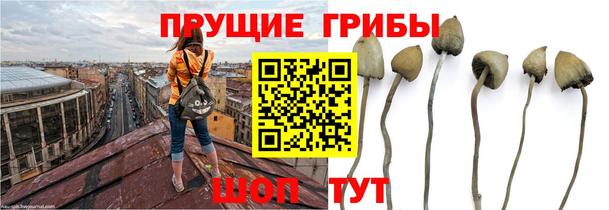 Псилоцибиновые грибы Cubensis Каменск-Шахтинский